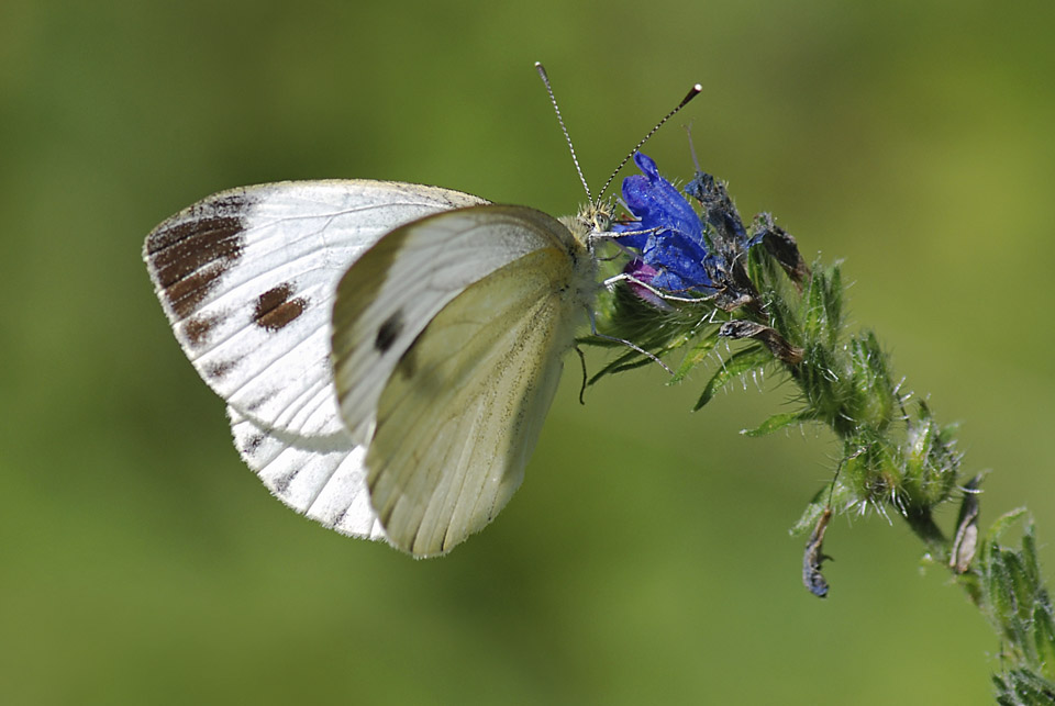 Pieris...sp?